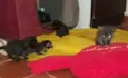 Gatinhos