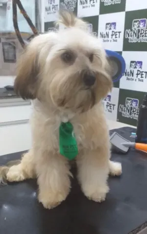 Cachorro raça Mestiço  idade 2 a 6 meses nome Bidu 