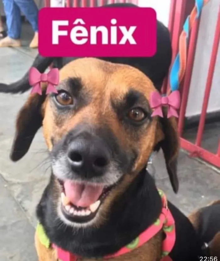 Cachorro ra a SRD idade 1 ano nome Fênix 