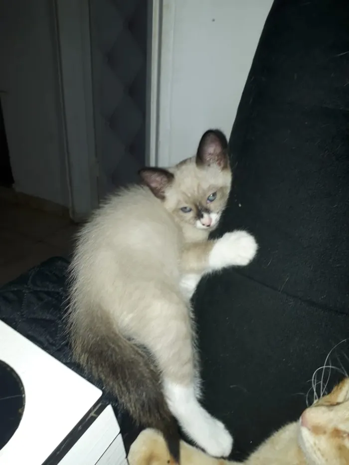 Gato ra a Sem raça definida idade 2 a 6 meses nome Filhotes