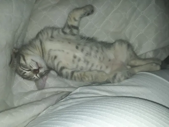 Gato ra a Sem raça definida idade 2 a 6 meses nome Filhotes
