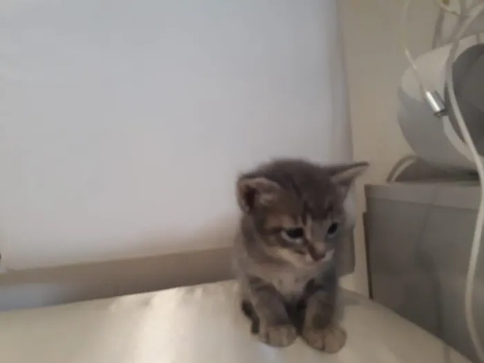 Gato ra a Sem raça definida idade 2 a 6 meses nome Filhotes
