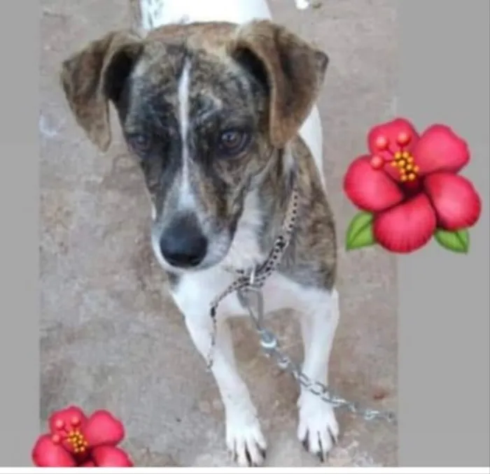 Cachorro ra a SRD idade 1 ano nome Lilica 