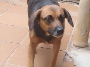 Cachorro raça SRD idade 2 a 6 meses nome Clara 