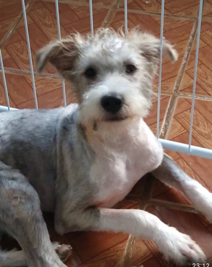 Cachorro ra a Mestiço  idade 1 ano nome Gabriel 