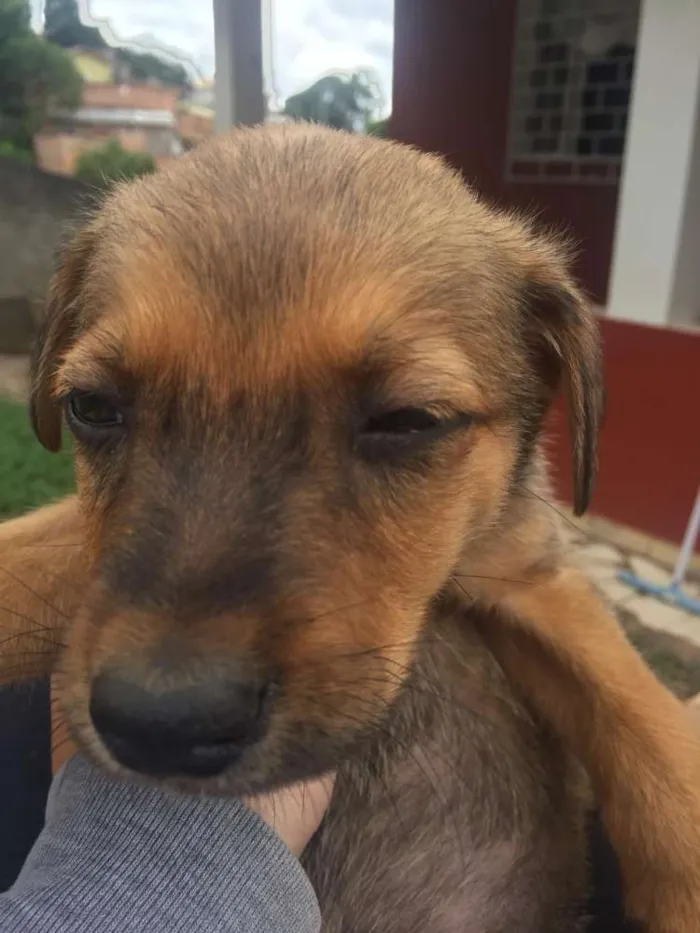 Cachorro ra a Sem raçã definida idade Abaixo de 2 meses nome Sem nomes