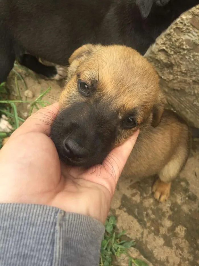 Cachorro ra a Sem raçã definida idade Abaixo de 2 meses nome Sem nomes