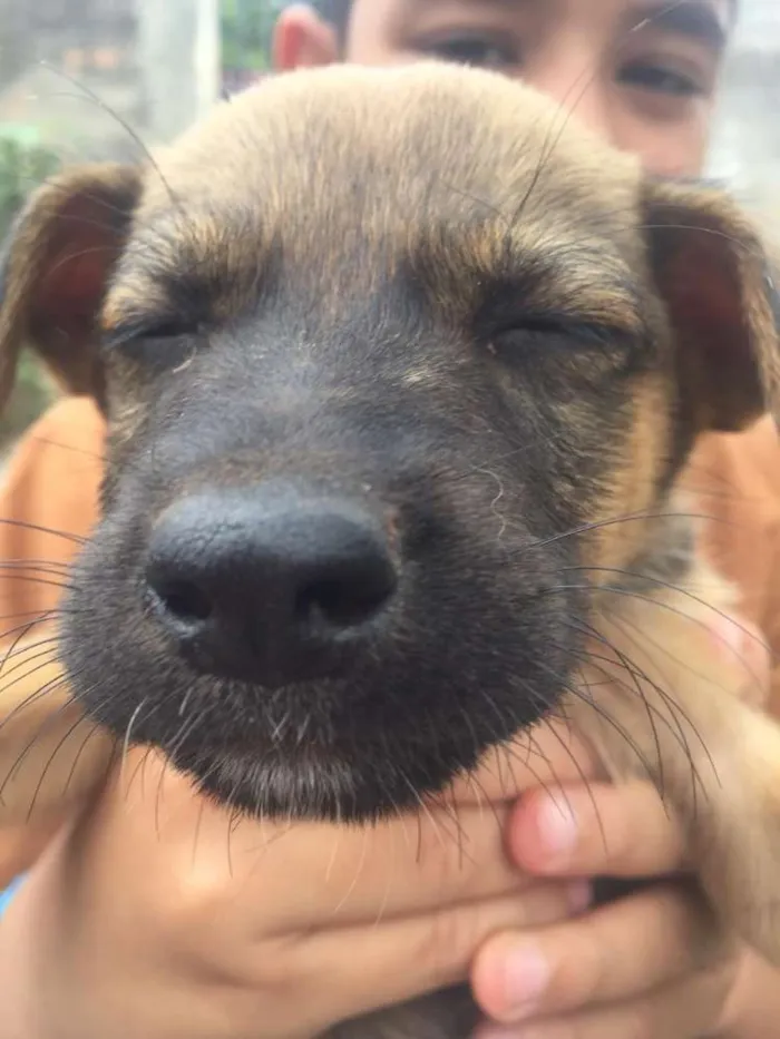 Cachorro ra a Sem raçã definida idade Abaixo de 2 meses nome Sem nomes