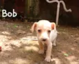 Bob, Nina e Guto