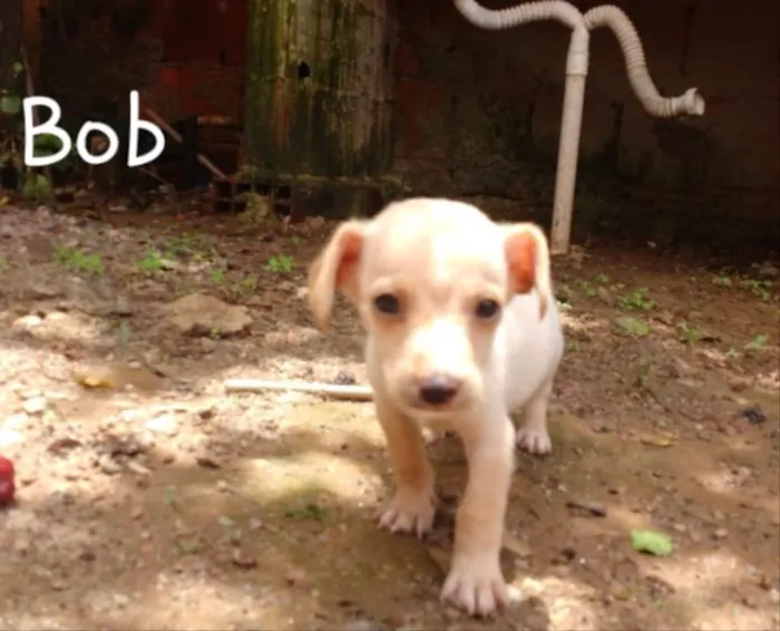Cachorro ra a SRD idade Abaixo de 2 meses nome Bob, Nina e Guto