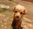 Bob, Nina e Guto