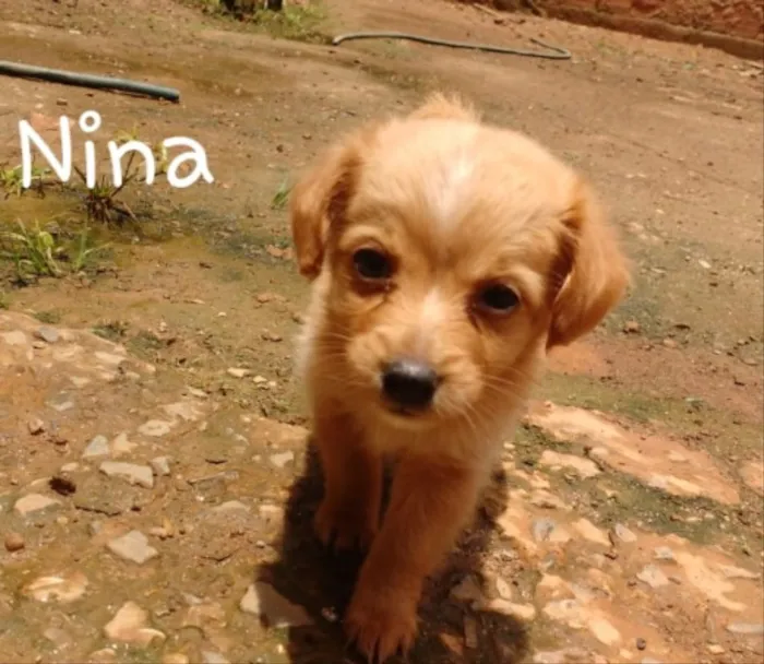 Cachorro ra a SRD idade Abaixo de 2 meses nome Bob, Nina e Guto