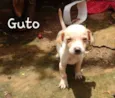 Bob, Nina e Guto