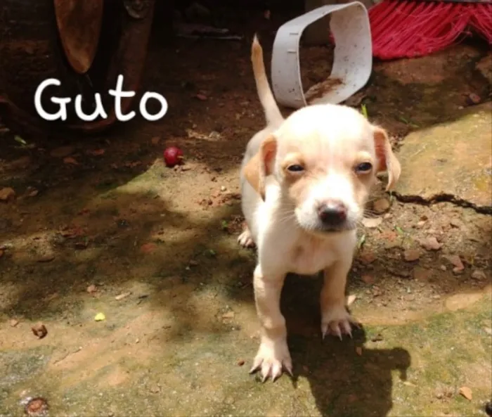 Cachorro ra a SRD idade Abaixo de 2 meses nome Bob, Nina e Guto