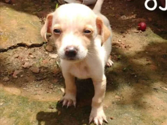 Cachorro ra a SRD idade Abaixo de 2 meses nome Bob, Nina e Guto