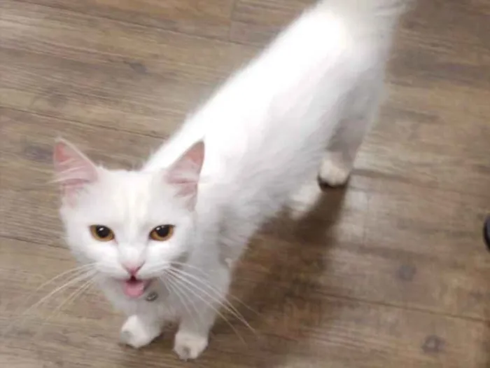 Gato ra a SRD idade 7 a 11 meses nome Bia 