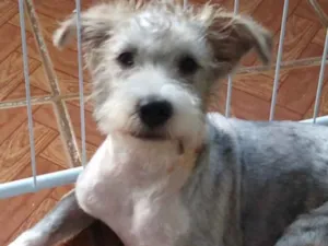 Cachorro raça Mestiço  idade 1 ano nome Gabriel 