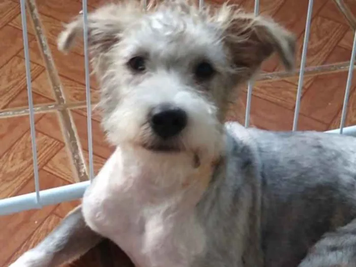 Cachorro ra a Mestiço  idade 1 ano nome Gabriel 