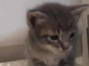 Gato raça Sem raça definida idade 2 a 6 meses nome Filhotes