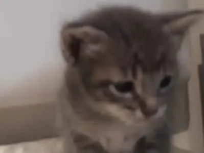 Gato ra a Sem raça definida idade 2 a 6 meses nome Filhotes