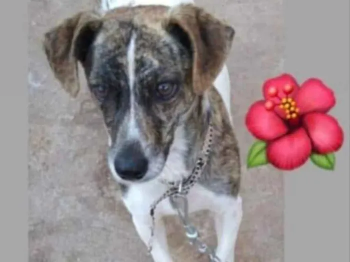 Cachorro ra a SRD idade 1 ano nome Lilica 