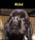 Michel e Axl 