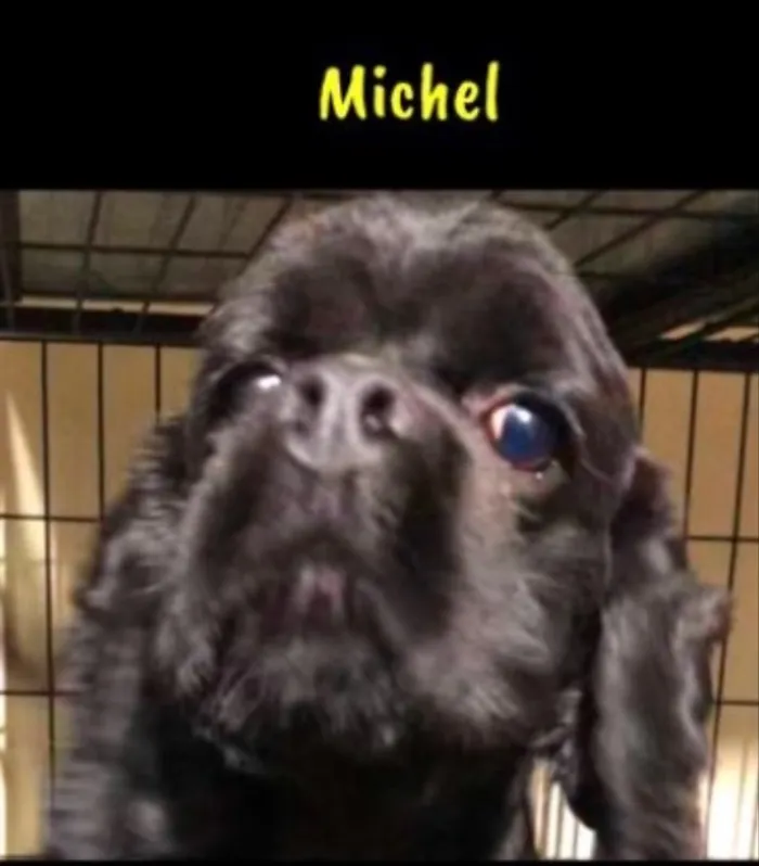 Cachorro ra a Cocker americano  idade 1 ano nome Michel e Axl 