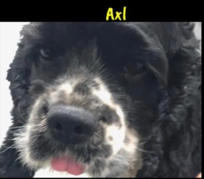 Cachorro ra a Cocker americano  idade 1 ano nome Michel e Axl 