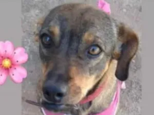 Cachorro raça SRD idade 1 ano nome Helena 