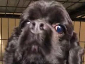 Cachorro raça Cocker americano  idade 1 ano nome Michel e Axl 
