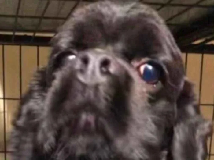 Cachorro ra a Cocker americano  idade 1 ano nome Michel e Axl 