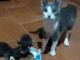Gatinhos