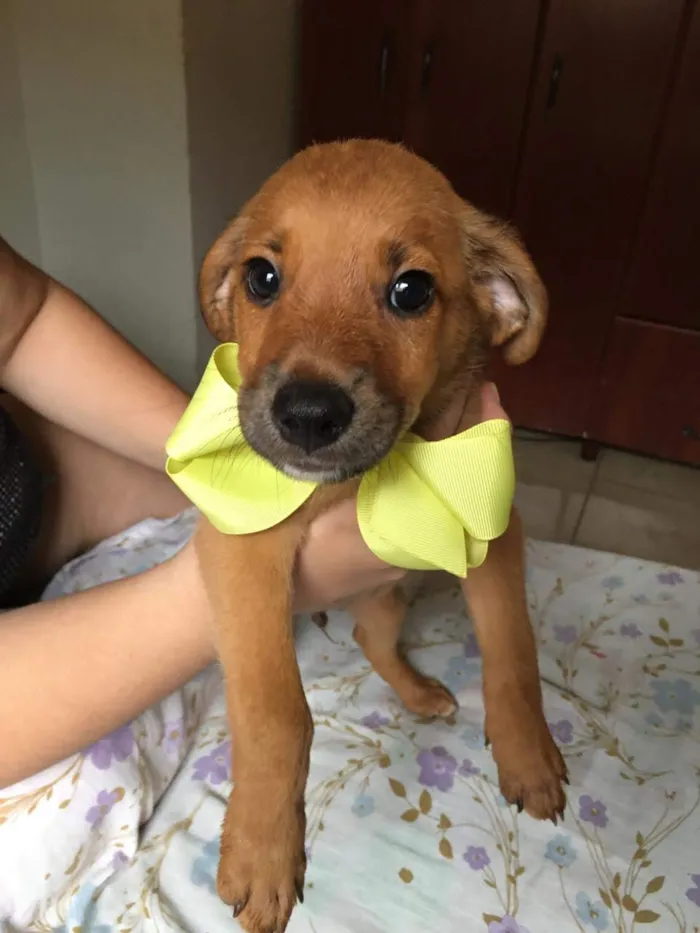 Cachorro ra a SRD idade 2 a 6 meses nome Simba