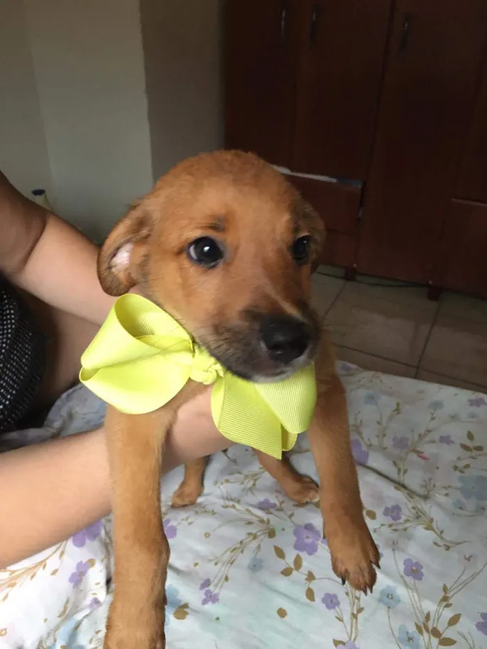 Cachorro ra a SRD idade 2 a 6 meses nome Simba