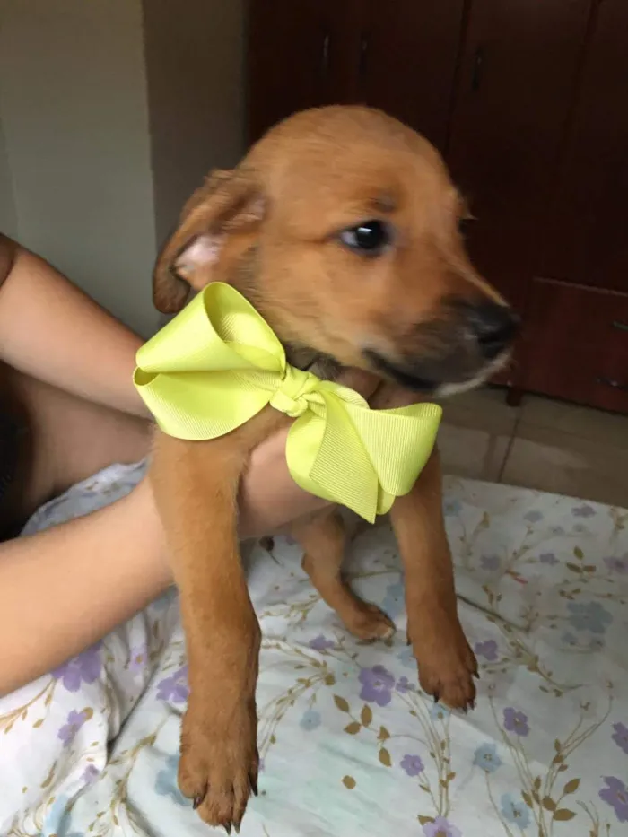 Cachorro ra a SRD idade 2 a 6 meses nome Simba