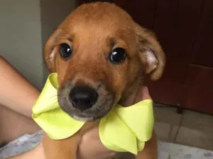 Cachorro raça SRD idade 2 a 6 meses nome Simba