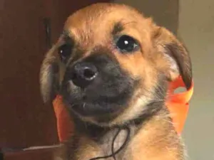 Cachorro raça SRD idade 2 a 6 meses nome Boneca