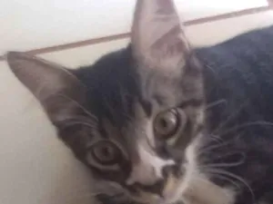 Gato raça Indefinida idade 2 a 6 meses nome Junior