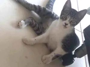 Gato raça Indefinida idade 2 a 6 meses nome Liz