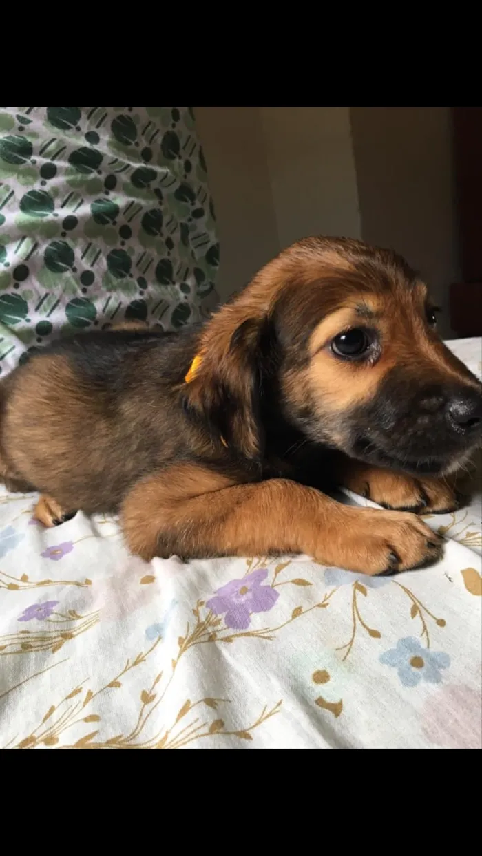 Cachorro ra a SRD idade 2 a 6 meses nome Floco