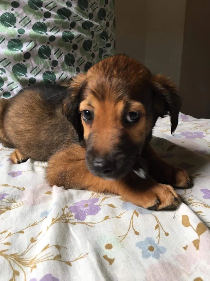 Cachorro ra a SRD idade 2 a 6 meses nome Floco