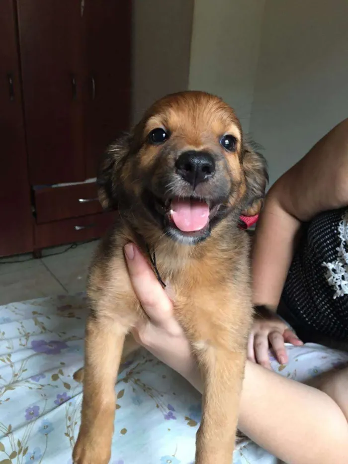 Cachorro ra a SRD idade 2 a 6 meses nome Floco