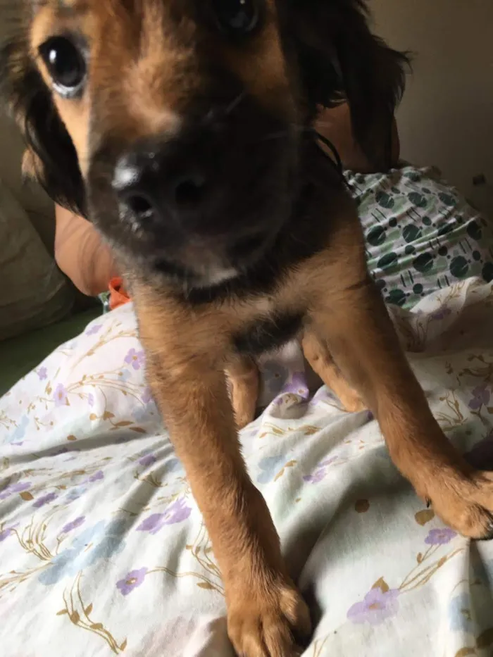 Cachorro ra a SRD idade 2 a 6 meses nome Floco