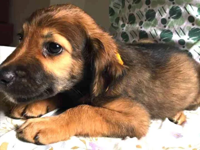 Cachorro ra a SRD idade 2 a 6 meses nome Floco