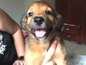 Cachorro raça SRD idade 2 a 6 meses nome Floco