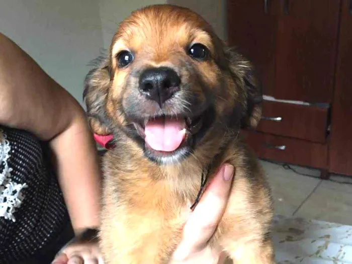 Cachorro ra a SRD idade 2 a 6 meses nome Floco