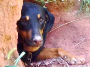 Cachorro raça  idade 3 anos nome Ralf
