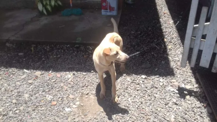 Cachorro ra a Labrador misturado idade 2 a 6 meses nome Snayper
