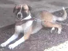 Cachorro raça Indefinida idade 1 ano nome Skay