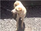 Cachorro raça Labrador misturado idade 2 a 6 meses nome Snayper
